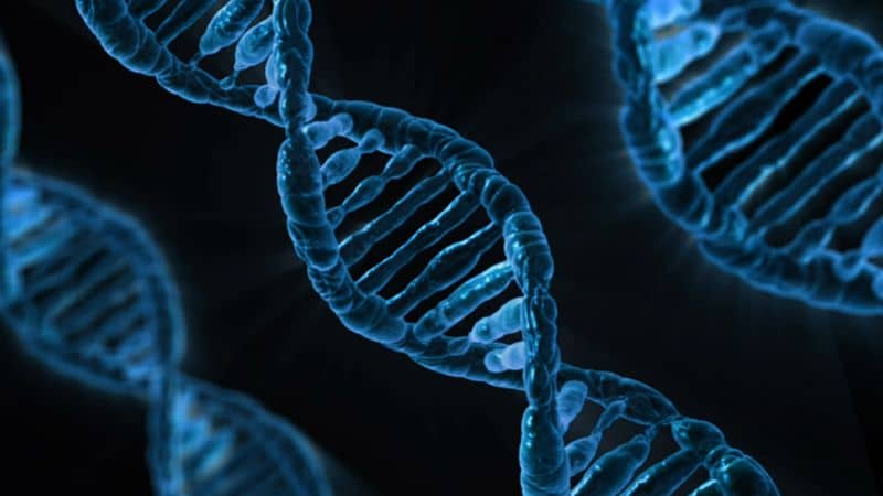 stark vergrößert dargestellte DNA-Stränge